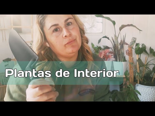 Plantas de Interior 🌱🍃 Acompáñame a organizar y dar mantenimiento #plantas #plantasdecasa