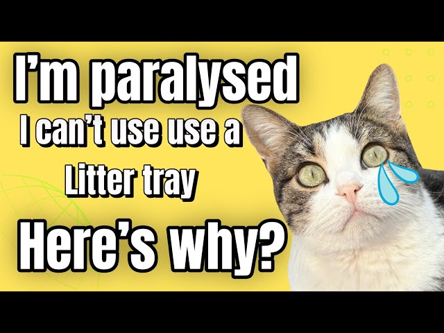 How to assist and care for a paralysed cat’s toileting needs. Discover how here!