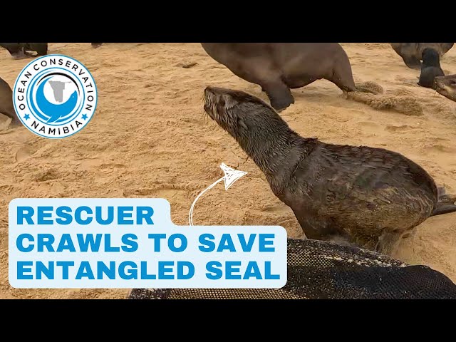 Rescuer Crawls To Save Entangled Seal