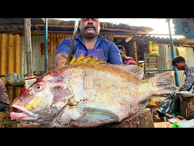 KASIMEDU 🔥 SPEED SELVAM | BIG KORALI FISH CUTTING VIDEO | IN KASIMEDU | FF CUTTING 🔪