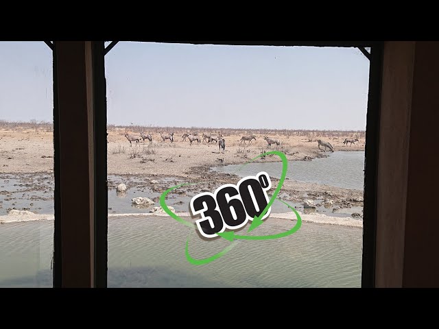 VR 360° 4K - Gemsbuck fight at Waterhole - Namibia, Africa