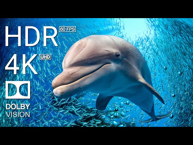 4K (60 FPS) STUNNING UNDERWATER WONDERS OF THE RED SEA + Relaxing Music - Coral Reefs & Colorful Sea