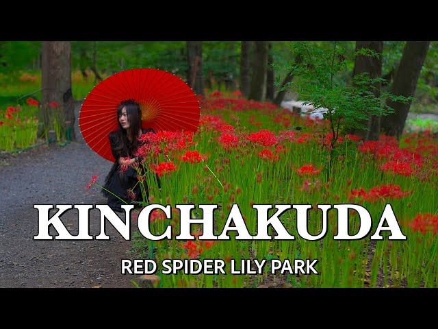 Autumnal Equinox Day 秋分の日 🍁 Exploring the Red Spider Lily 'Death Flower' | Saitama, Japan 🇯🇵 4K HDR