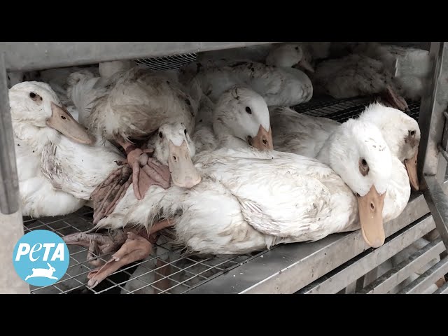 Joaquin Phoenix Narrates PETA Asia Investigation Video Exposing ‘Responsible Down’