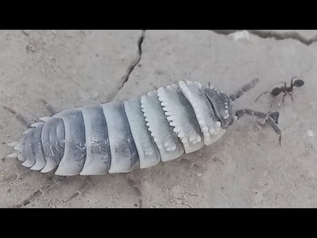 Pill bug-Armadillidium vulgare vs ant | zebra pill bug | pill bug ant amazing