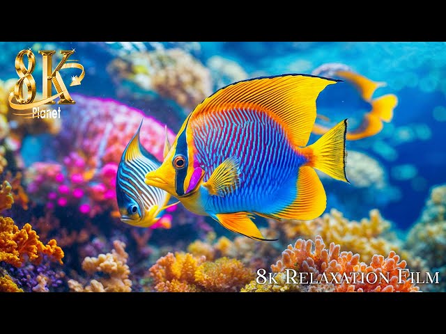 Aquarium 8K VIDEO (ULTRA HD) 🐠 Beautiful Coral Reef Fish - Relaxing Sleep Meditation Music