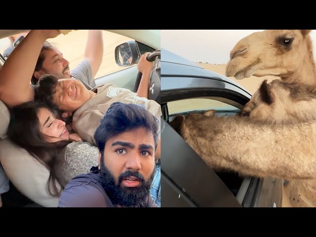 Camel ghuss gaye car mein