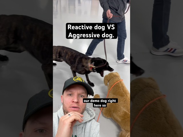 Whats the difference between a reactive dog and a aggressive dog?