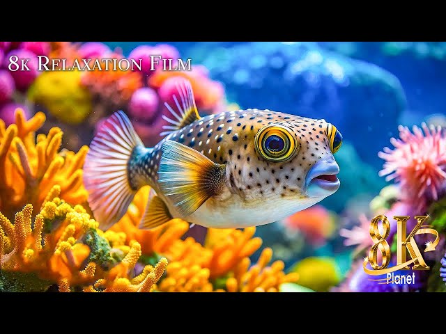 Aquarium 8K Video(Ultra HD)🐠Beautiful Coral Reef Fish - Relaxing Meditation Music for Stress Relief