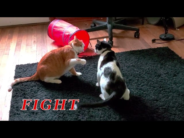 Snoopy Cat Patches VS Allen Garfield | FIGHT!!! (Playful Wrestling)