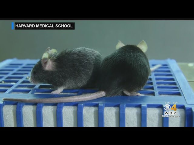 Harvard researchers reverse the signs of aging in mice