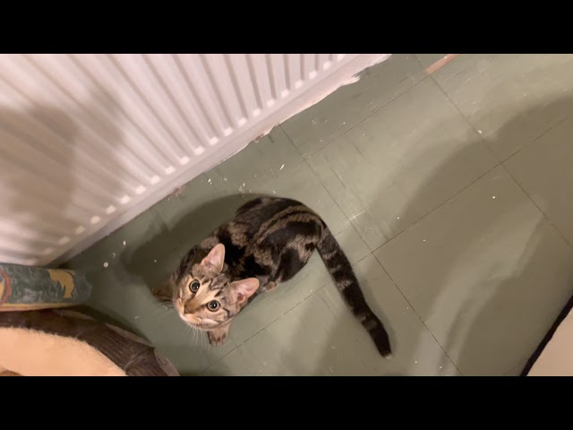 Selection clips of coco my Maine coon /Bengal & Chloe ￼