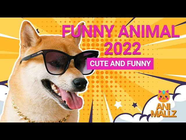 Funny Animal 2022 ♥ Best Funny Animal Videos 2022 Compilation #1 | Animallz