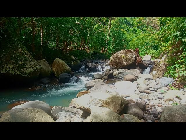 Rainforest 01/03  Relaxation with Water Sounds Forest River: Natural Sounds Meditation .