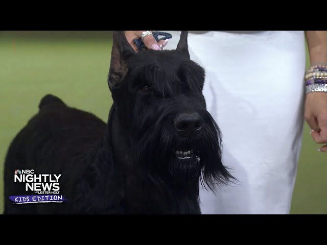 Meet the top dog at 'The Best in Show' competition | Nightly News: Kids Edition