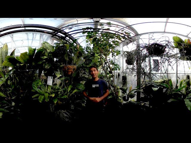 UC Davis in 360 Video: Botanical Conservatory