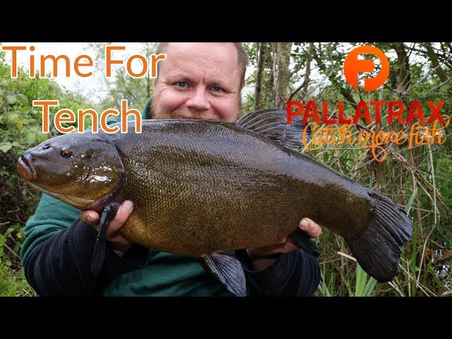 Tench Fishing - Spring Time Tinca (Video 140)