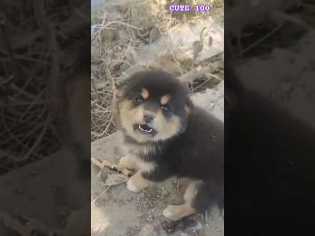 Don't hurt me 😄 😂🤩😍CUTE 💯♥️🐕 Lovely puppy and So cute of pets  SCOP:200dN