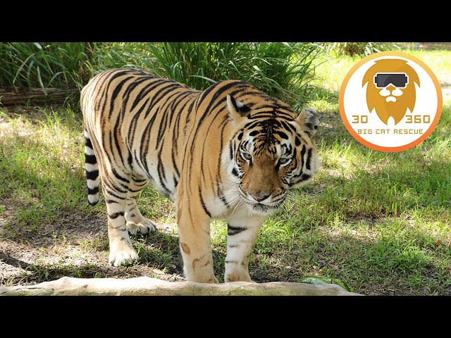 Roly Poly Tiger in 3D 180VR