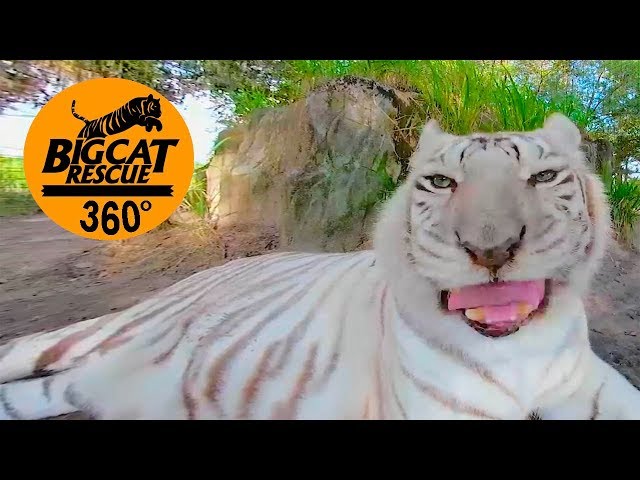 360 VR ~Big Cat Playtime