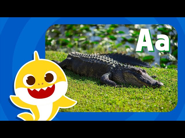 Letter A | Learn Alphabets with Baby Shark | Learn Letters | Learn English | ABC Puzzle