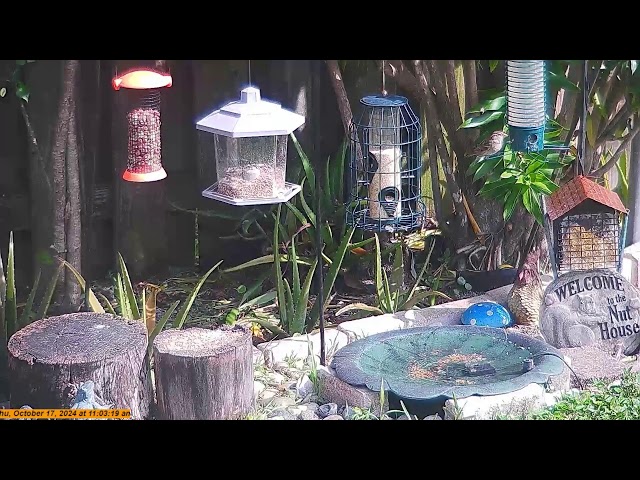 Florida Bird Feeder Live Camera HD