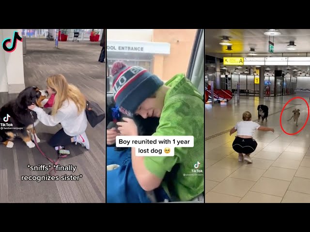 Dogs Reunited With Owners Compilation