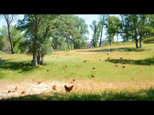 The Future of Farming | A VR Pasture Experience by Emmer & Co.