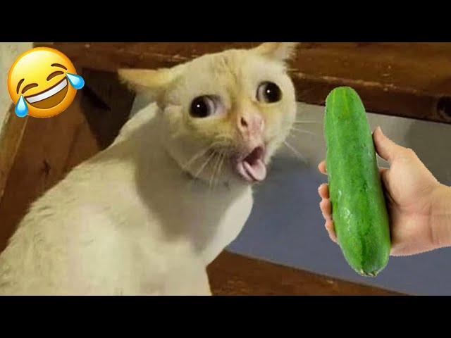 Funny Animals 😅 Very Funny Cats and Dogs Videos 😹🐶 PART 2