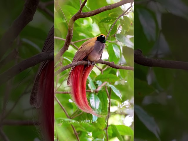 cute birds! discovery wild life! #wildbirdlife #beautifulanimals