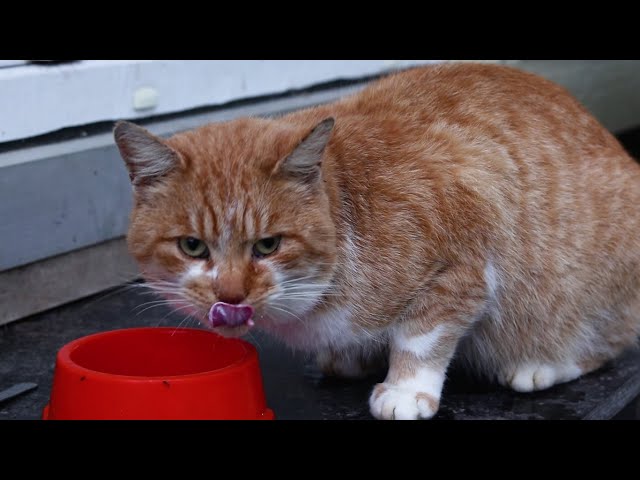 wild ginger cat second day (feeding - sour cream, meat) #wildcat #cats #ginger