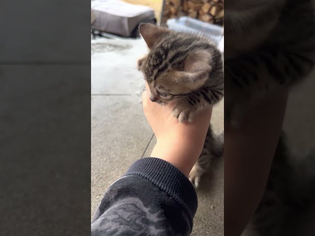 Cute bengal kitten