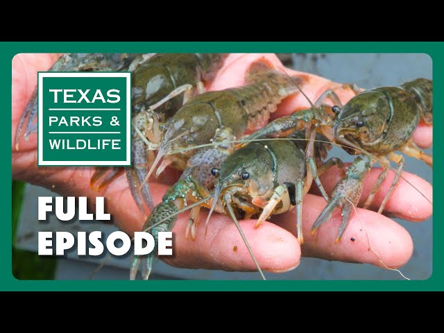 PBS Show - Crayfish Concerns & More