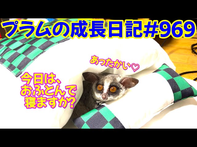 【友人からもらったお布団に入るショウガラゴがかわいすぎる】Bushbaby Plum's Growth Diary ショウガラゴ プラムの成長日記 ９６９