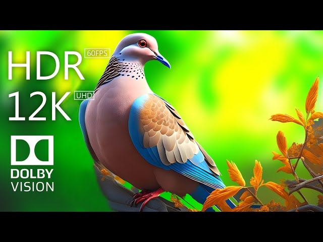 Pigeons in Dolby Vision Ultra HD | Mesmerizing 8K HDR Pigeon Footage