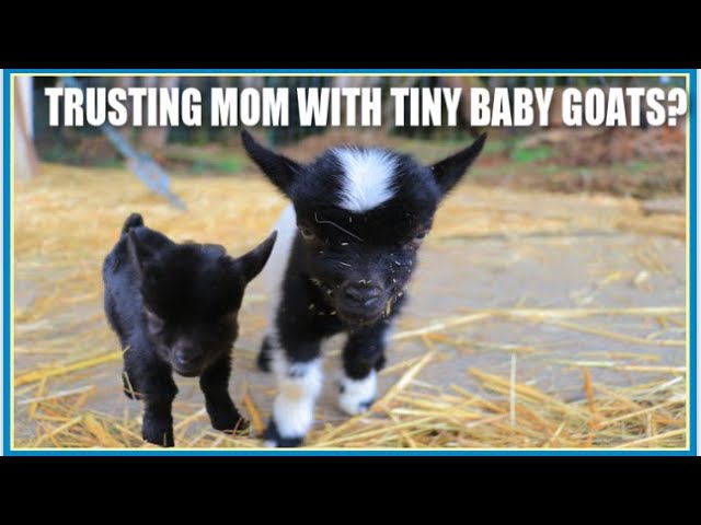 Is she ready to take care of these 2 baby goats? Tiny Baby goats 3 days old would they stay inside?