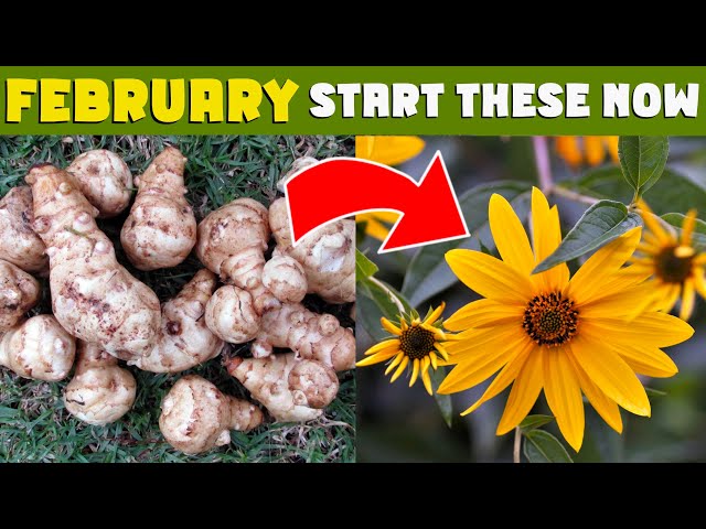 FEBRUARY JOBS: start Jerusalem Artichokes now & I will tell you where to buy them at a BARGAIN PRICE