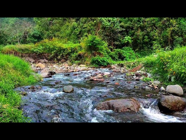 Beautiful Magical sounds of the forest, peaceful stream sound, Sound Calm River Water flow for Sleep