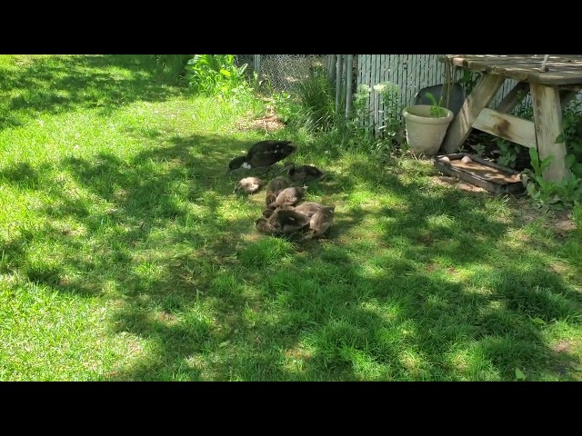 The Baby Ducks have the ZOOMIES!!!