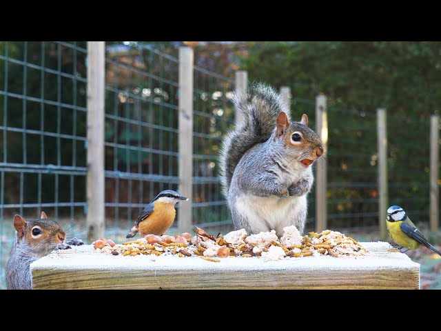 Cat TV NO ADS 😸 Birds & Squirrels Eat as Frost Melts 🐿 Bird videos for cats 4K HDR