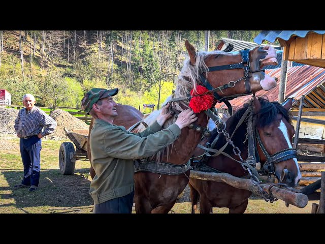 The hardworking life of the lumberjack family from Brustr in the heart of the Carpathians!