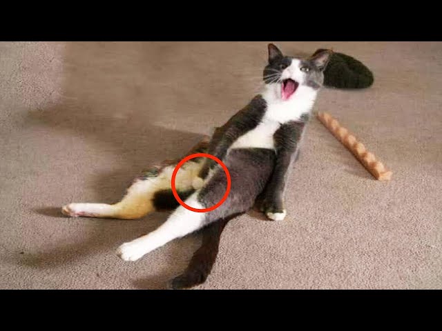 Cute cats|funny Cat|Keep your smiling