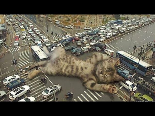 The Ultimate Viral Cat Videos - Part 08