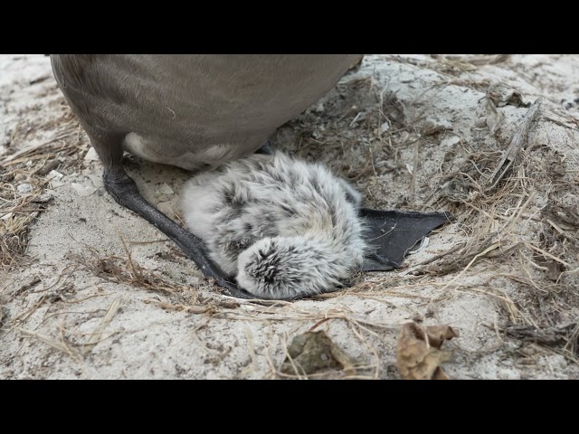 The first of many Black-footed Albatross chicks to hatch on Midway Atoll Refuge 2025