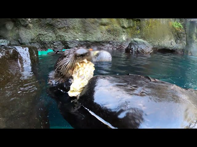 Cute Sea Otters Shuck And Eat Oysters