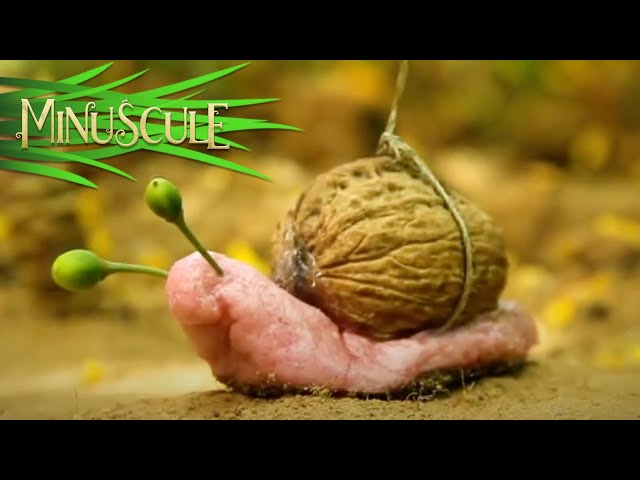 Minuscule - An acorns season / La saison des glands (Season 2)