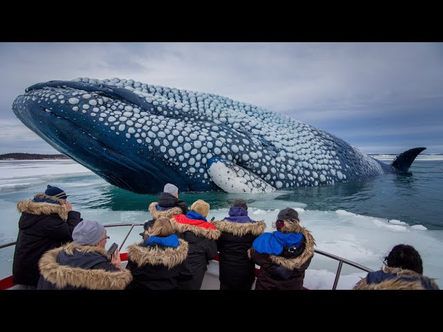 The White Whale Rescue Story – Journey Through the Ice