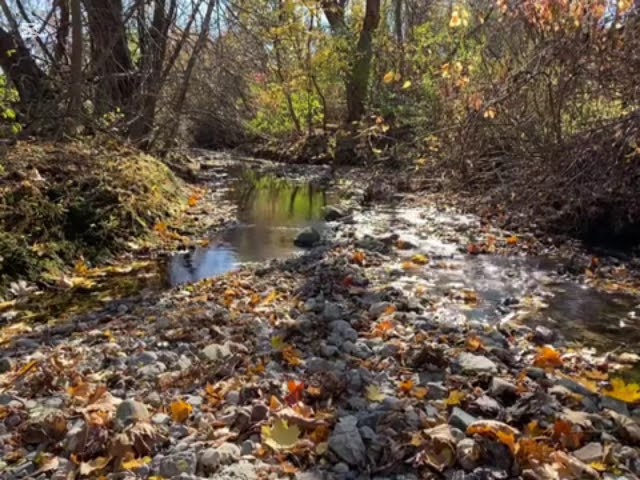 Autumn Season makes the Trees Fall the Leaves and Change Color to Yellow & Get Ready for the Winter