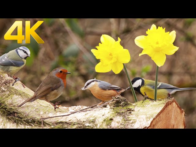 Cat TV for Cats to Watch 😺 Adorable Spring Birds and flowers 🌻 8 Hours Catflix