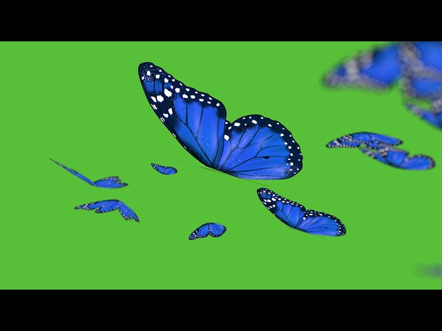 Butterflies flying across Green screen (no copyright, Royalty free)